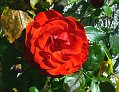 rose rouge